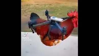 Flying Rooster Takes Off with a Drone #comedy #cartoon #chicken #best #drone #haha 
