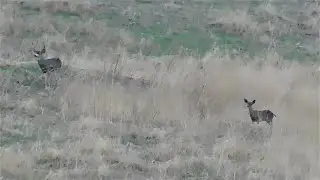 Fluffy, Kali, RedTailed Hawk, CC, Rabbit, Spotted Towhee, Bobcat, Deer and Sonny