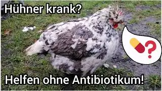 H&uuml;hner krank was tun? Henne erk&auml;ltet, hustet, niest, hat schnupfen? Natur Heilmittel: Zwiebel