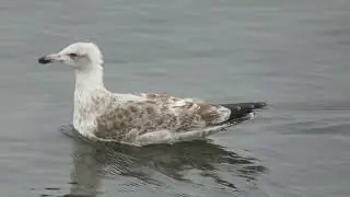 Herring Gull, Larus argentatus, 2cy, Texel, NH, the Netherlands, 8 Oct 2025 (191)