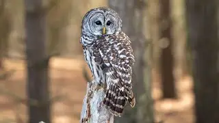 Barred Owl call / sounds / Hooting / Vocals