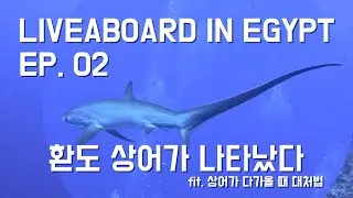 [#steponworld] [ENG SUB] 🇪🇬이집트 리브어보드 EP.02_상어를 찾아다니는 다이빙 (fit.상어가 다가올 때 대처법)  / Egypt LiveABoard