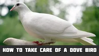 How To Take Care Of A Dove Bird