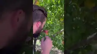 winner winner 🙏🏽 #ranchlife #answer #investing #garden #fruit #nashi #pear #dream #freedom