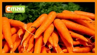 Hybrid carrot production in Netherlands
