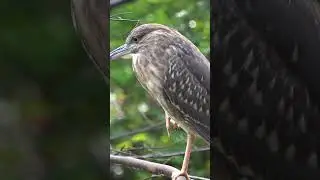 Heron near a marshland forest #shorts #wildlife
