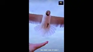 Watch What Happens When Sea Birds Come to Hand! #youtubeshorts