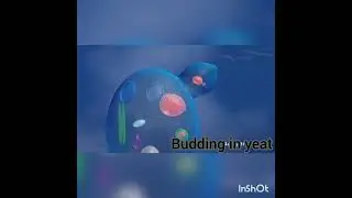 Budding in Yeast