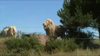 Kingdom of the White Lions at West Midlands Safari Park