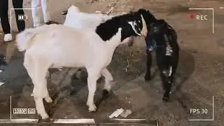 #bantam #boergoats #fighting #funny #goat #bakramandi #deonarmandi #mumbai #2024shorts #viralvideo