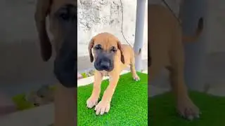 Fawn colour Great dane puppy's available...9315679054