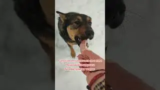 4441111055193803 на корм для безпритульних