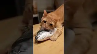 Orange Cat vs Giant Salmon 🐱🍣 | Epic Kitchen Battle!