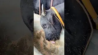 Massive black Sahiwal bull licks his bowl clean no grain spared 💪🐂