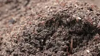 RED FIRE ANTS SWARM NEST COLONY HIVE HOLE MACRO CLOSE UP ZOOM 4Y YUFTFG