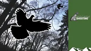 Irish pigeon roost shoot