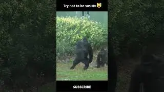 Gorillas act like they are about to smoke weed #shorts