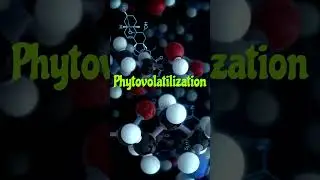 Что такое фитоволатизация? #научныефакты #природа #физиологиярастений #знаетели #вирусноевидео #э...