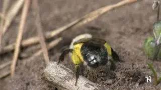 grijze zandbijen graven zich in. 20210409 UHD 4K