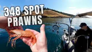 Shrimping Secrets for the San Juan Islands | Ranger Tug Adventures
