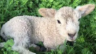 Cute baby lamb bleating - Baby lamb makes  baaing sounds