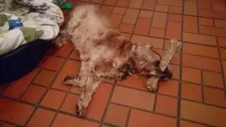 Sleepy dog - how the hell did that bone get there?