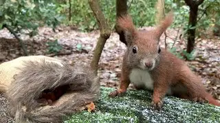 Eichhörnchen Entertainment - Nikolaus 2023 | Squirrel Entertainment - Nicholas Day 2023