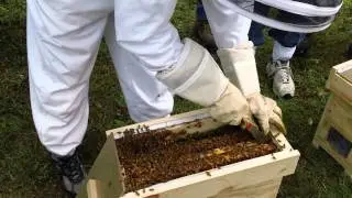 Queen Cell Starter - Swarm Box
