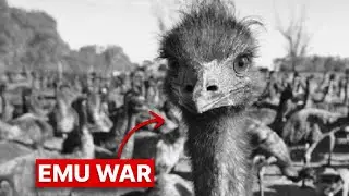 Why Australian Military Declared War On Birds (And Lost) | 1932
