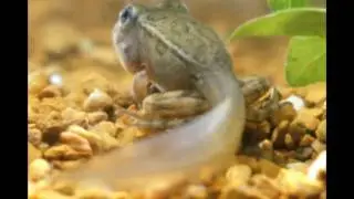 34. The Development and Metamorphosis of the Leopard Frog,&nbsp;Rana&nbsp;pippiens