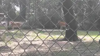 Lafayette zoo