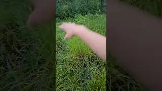Where We Found The Tadpole Eggs
