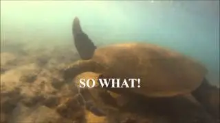 The Green - Good One - @MrBayWearea - Swimming With The Sea Turtles in Oahu Hawaii