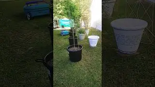 Moving fruit tree to temporary location. #fruittrees #gardening #subdivisiongardener