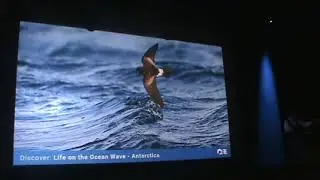 2026 1 3 Albatrosses Life on the ocean Wave lecture