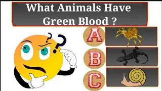 What Animals Have Green Blood   strange Animals of The World