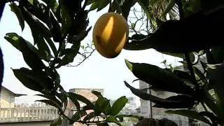 World's smallest mango tree