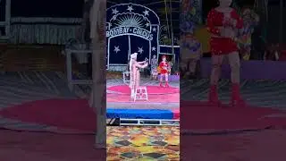 ग्रेट बॉम्बे सर्कस Great Circus circus water show #circus #love #viral #india  #virllreel # #water