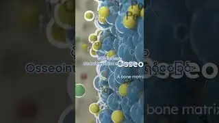 Megagen - Anyone