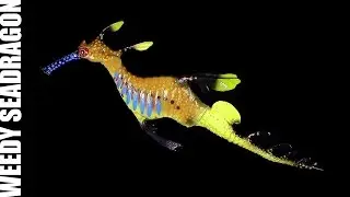 Safari Ltd. &reg; Weedy Seadragon / Seedrache - 360&deg;