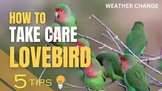 How to Take Care of a Lovebird in changing of weather | 5 Essential Tips