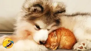 Curious animals! 😺 Unbelievably funny videos with cats and dogs! 🍧 Funniest Animals 2025