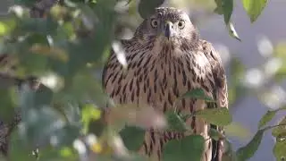 Northern goshawk, Accipiter gentilis, Vistu vanags