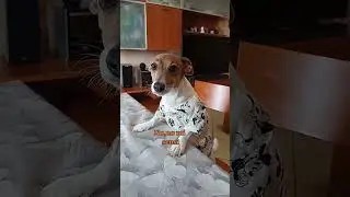 Livello di Francese?🇨🇵👩🏻&zwj;🏫 #jackrussell #comedy #barzellette #francese