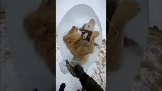 A lion is frozen mid-attack, positioned on top of a cow 🥶 #rescue #rescueanimals