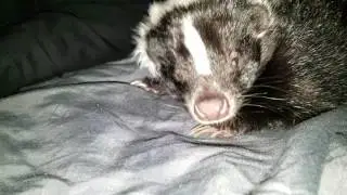 Sleepy Skunk