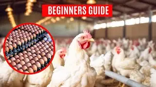 How to start a successful poultry farm in Ghana