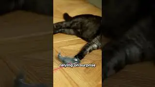 Why Cats Choose Cardboard Boxes Over Expensive Toys #Cats #CatFacts #Shorts 🐱 Fun!
