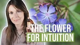 Bach Flower CERATO For Self-Doubt & Trusting Others More Than Yourself (beginner)