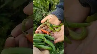 winter vegetable Harvesting